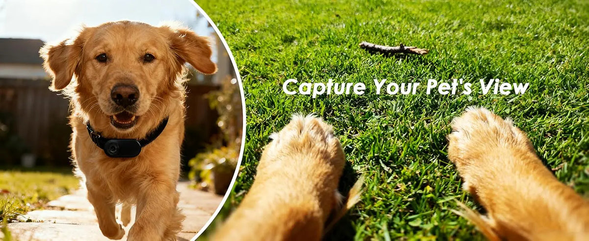 FurryPalace™ Scout - HD Pet Collar Camera