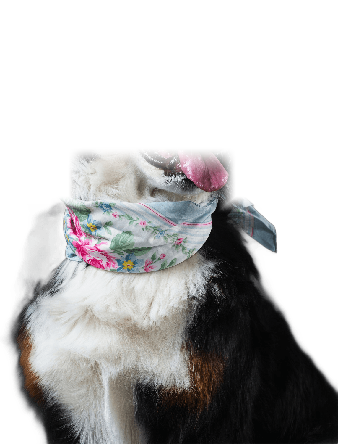 Happy dog wearing a floral scarf