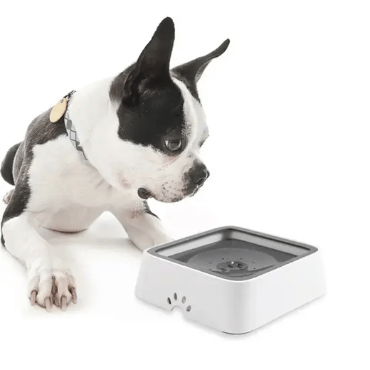 Dog drinking from the FurryPalace HydroBowl anti-splash water bowl