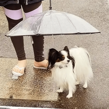 Dogs walking under the FurryPalace Mist umbrella leash in the rain