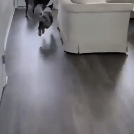 Dog using the FurryPalace automatic ball launcher