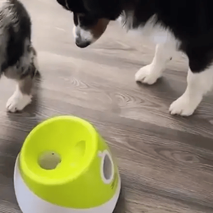 Dogs playing fetch with the automatic launcher