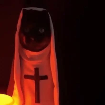 Black cat in the nun costume on Halloween night